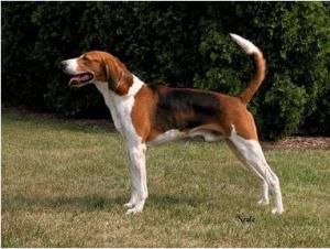 An American Foxhound, one of the breeds which originated in the United States.