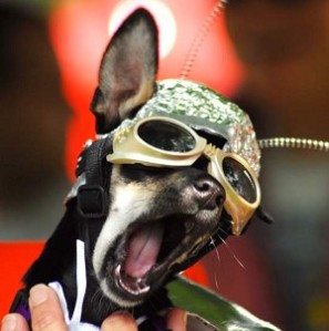 Meatball lets out a big yawn while awaiting the start of the 2009 UFO Festival Alien Pet Costume Contest Friday morning at the Roswell Convention Center. Meatball took second place. (Daily Record/Mark Wilson)