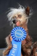 Miss Ellie, winner in the purebred dog category.