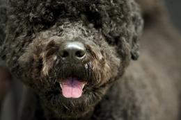 Will a Portuguese Water Dog be the future First Dog?  Does anyone still care?